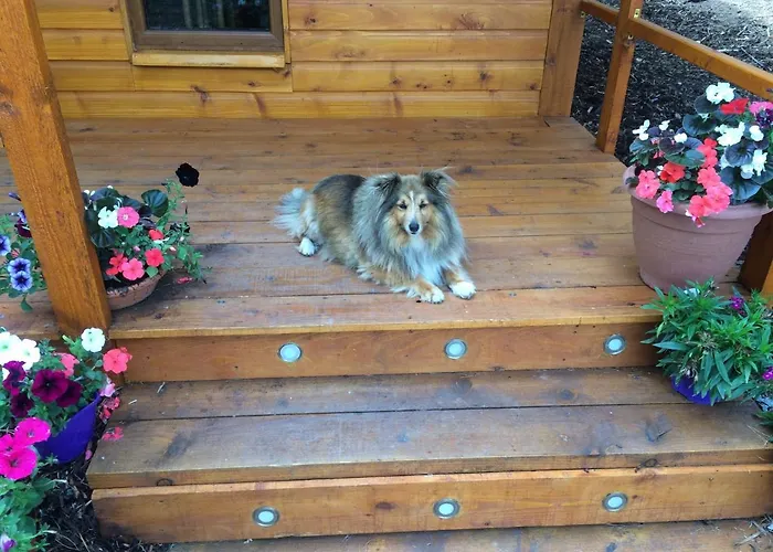 Butterfly Orman Evi Limerick Junction